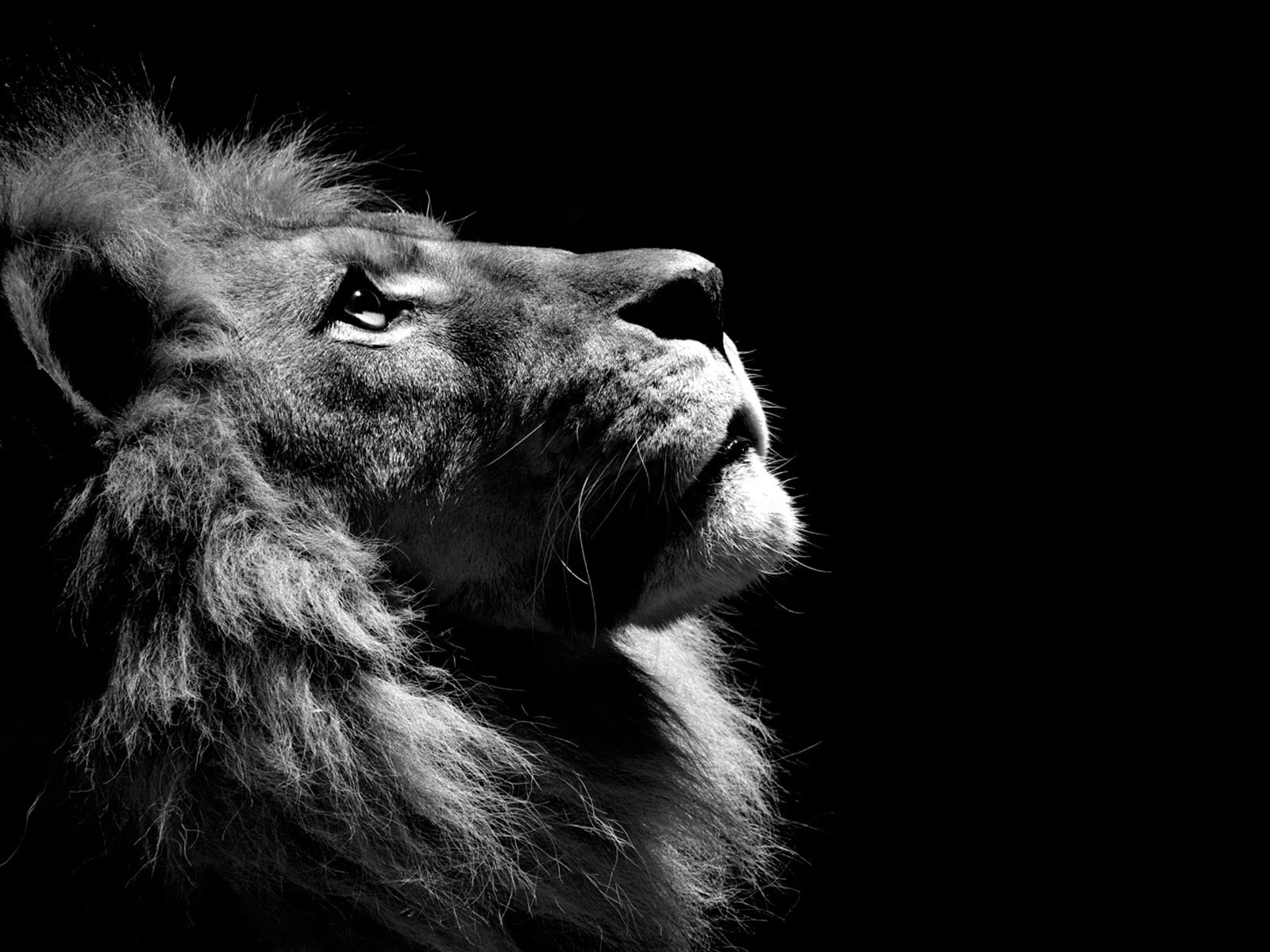 black-and-white-lion-animal-theme-cats-311421www.baseheadart.com_.jpg